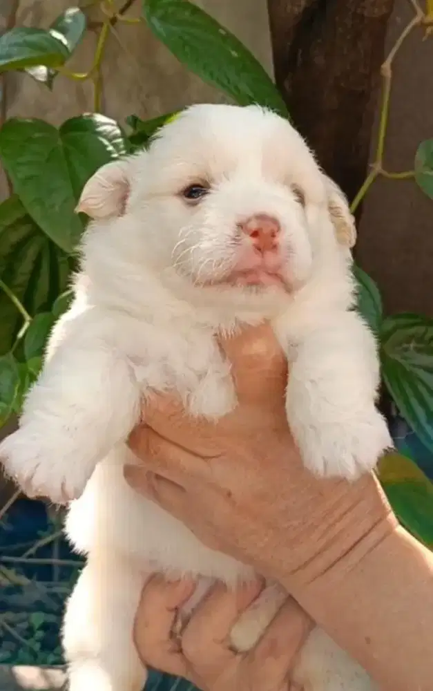 Jual Corgi Warna Putih
