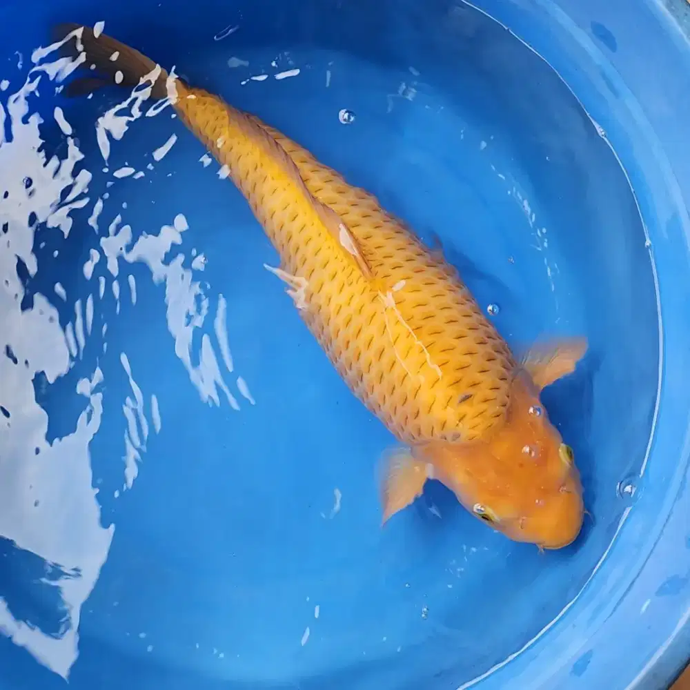 Ikan Koi Chagoi 52 cm