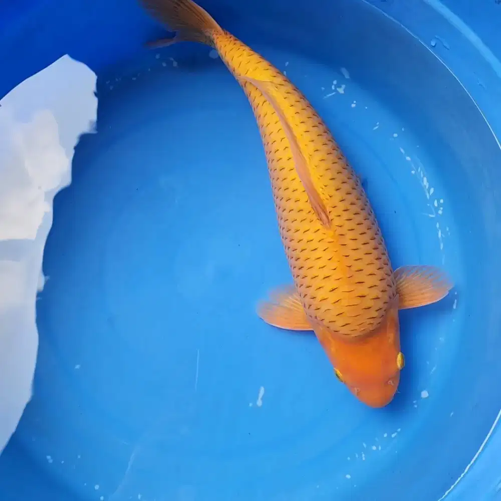 Ikan Koi Chagoi 45 cm