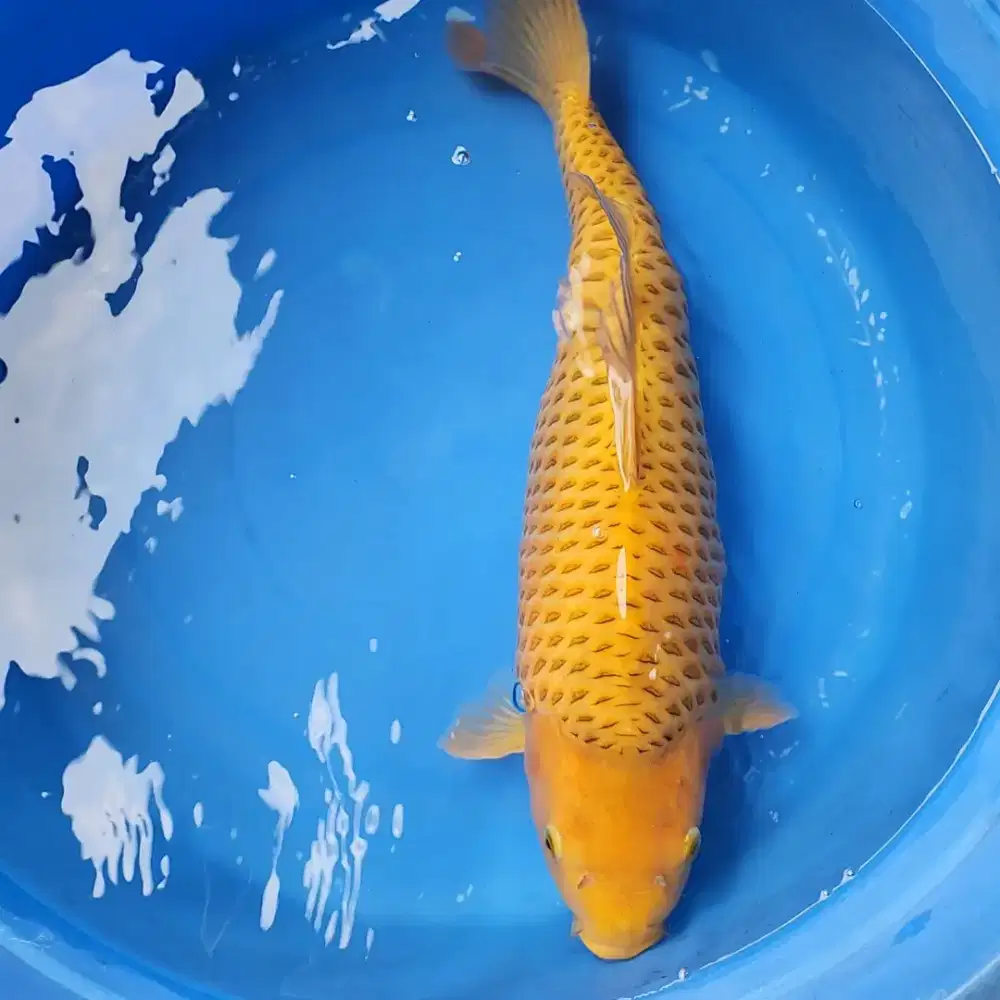 Ikan Koi Chagoi 48 cm