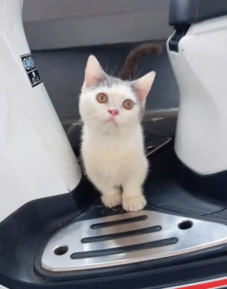 Kitten Munchkin BSH bicolour 3,5 bulan jantan