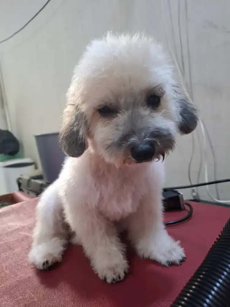 Toy poodle party 3 color jantan