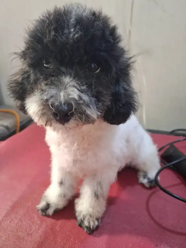 Toy poodle party silver jantan