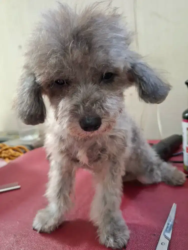 Toy poodle silver jantan