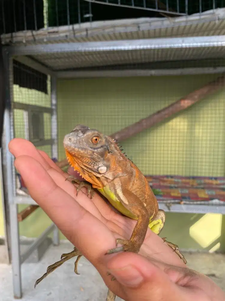 Di jual iguana baby super red
