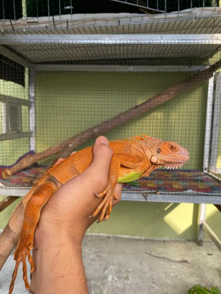 Iguana super red remaja