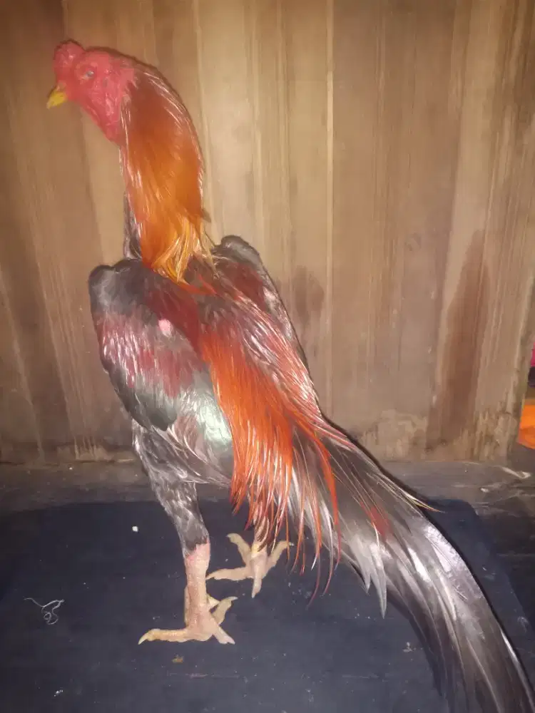 Ayam Bangkok menang 2x