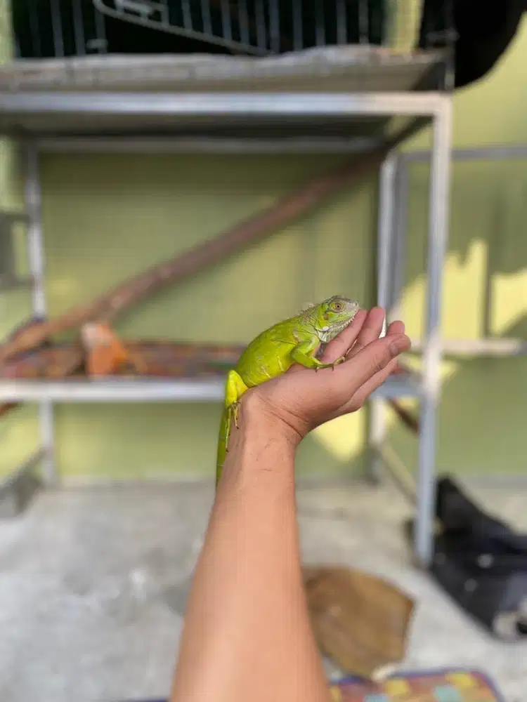 Iguana baby green coloumb