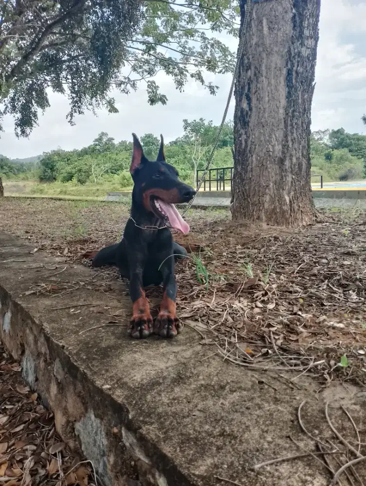 Anjing Doberman Betina anakn import