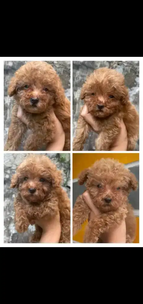 Red poodle 2 pasang