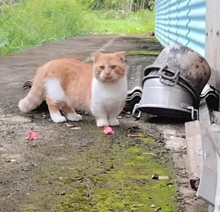 PACAK KUCING MUNCHKIN
