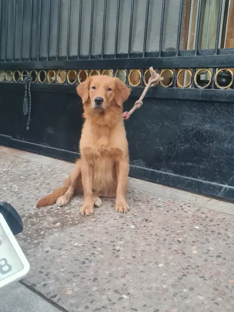 golden redriver super betina