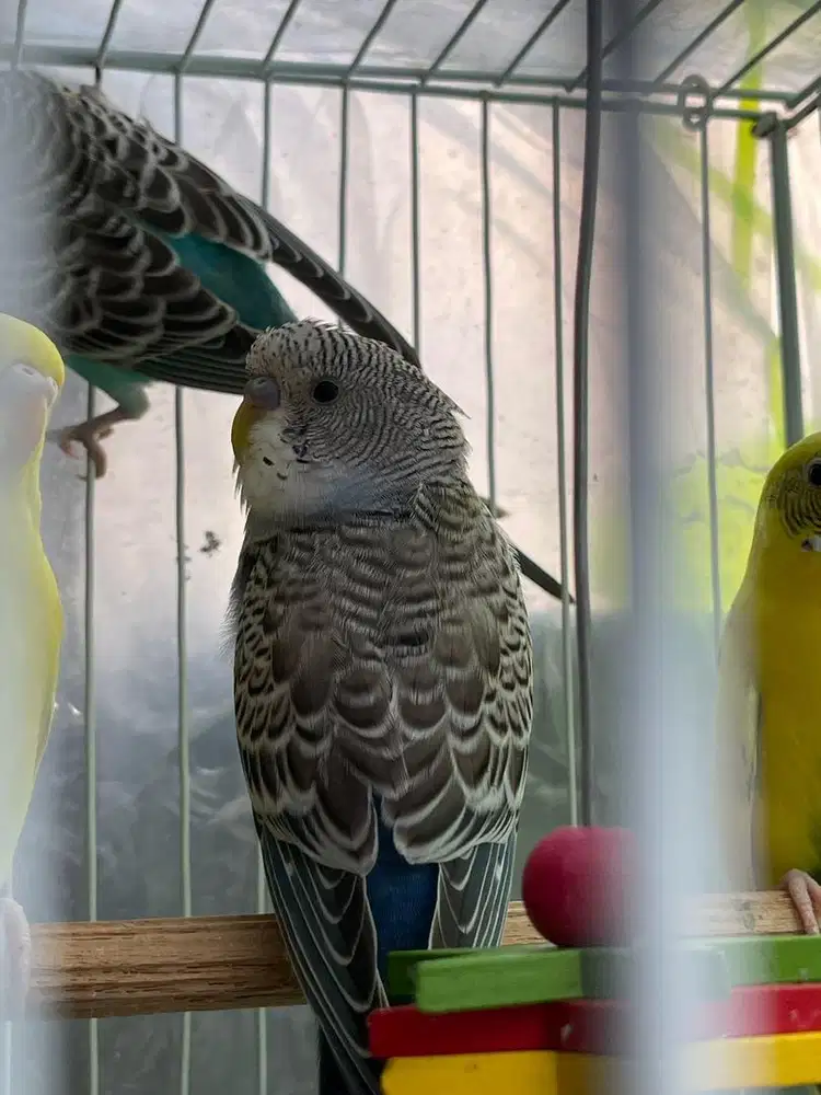 Dijual Burung Parkit Terawat