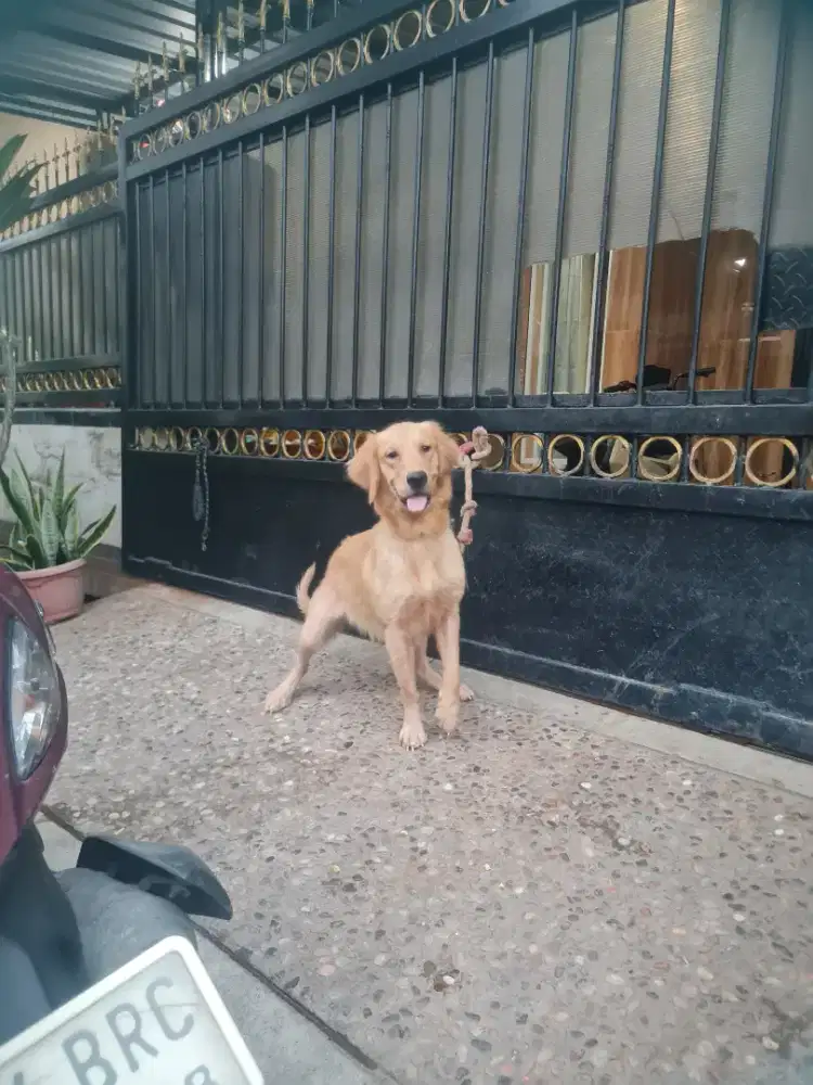Golden redriver betina