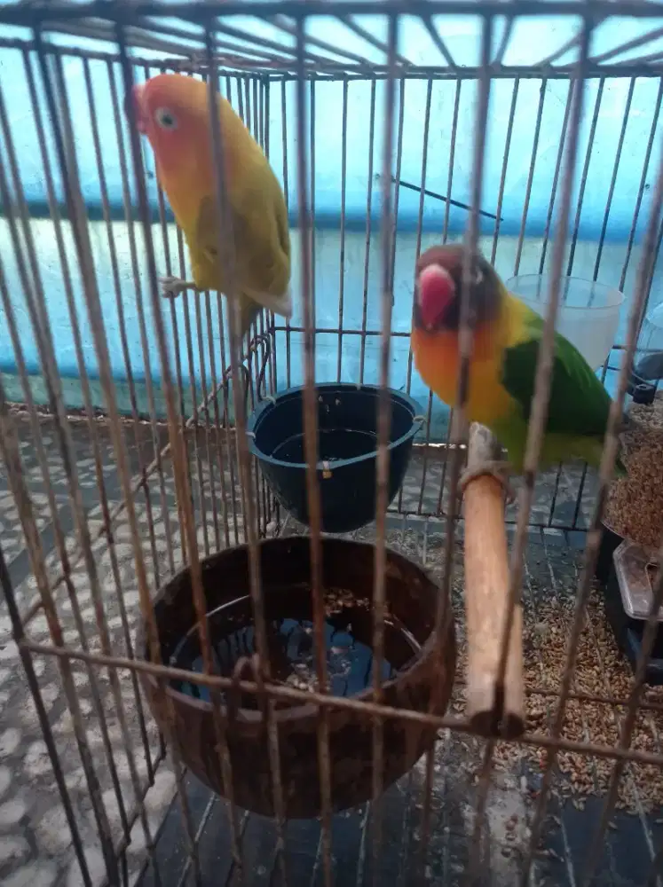 Lovebird 2 pasang produksi
