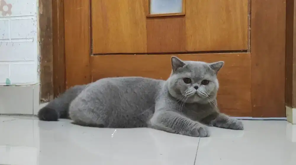 BSH Jantan PED WCF