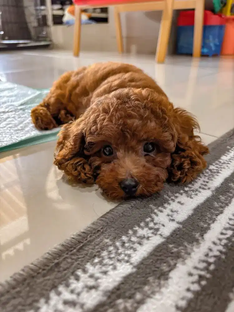 Anak anjing Toy Poodle