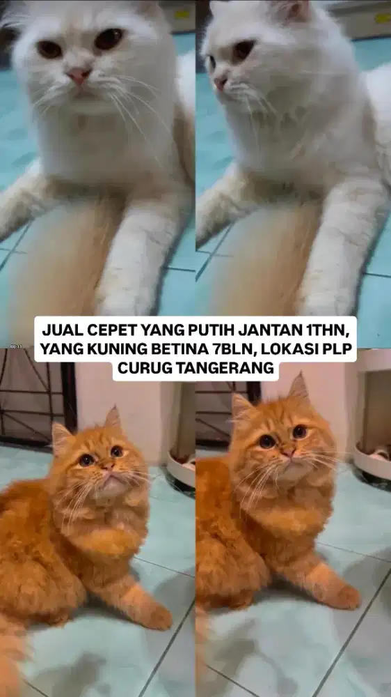 MAU PENSIUN , jual cepat kucing pure RAS