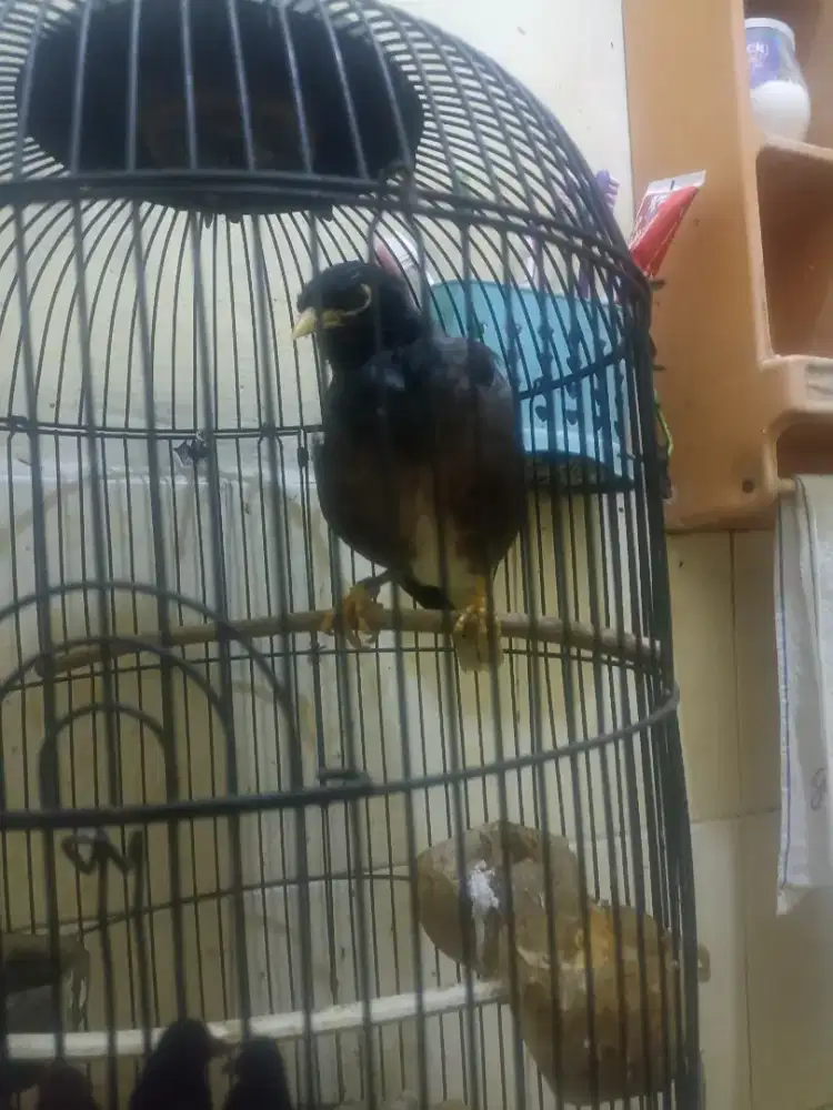 Jalak Niaz Jantan