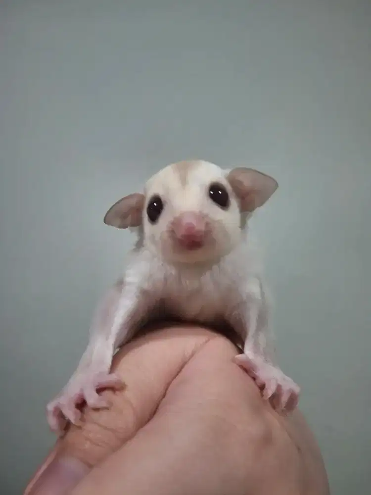 SUGAR GLIDER CREAMINO JANTAN