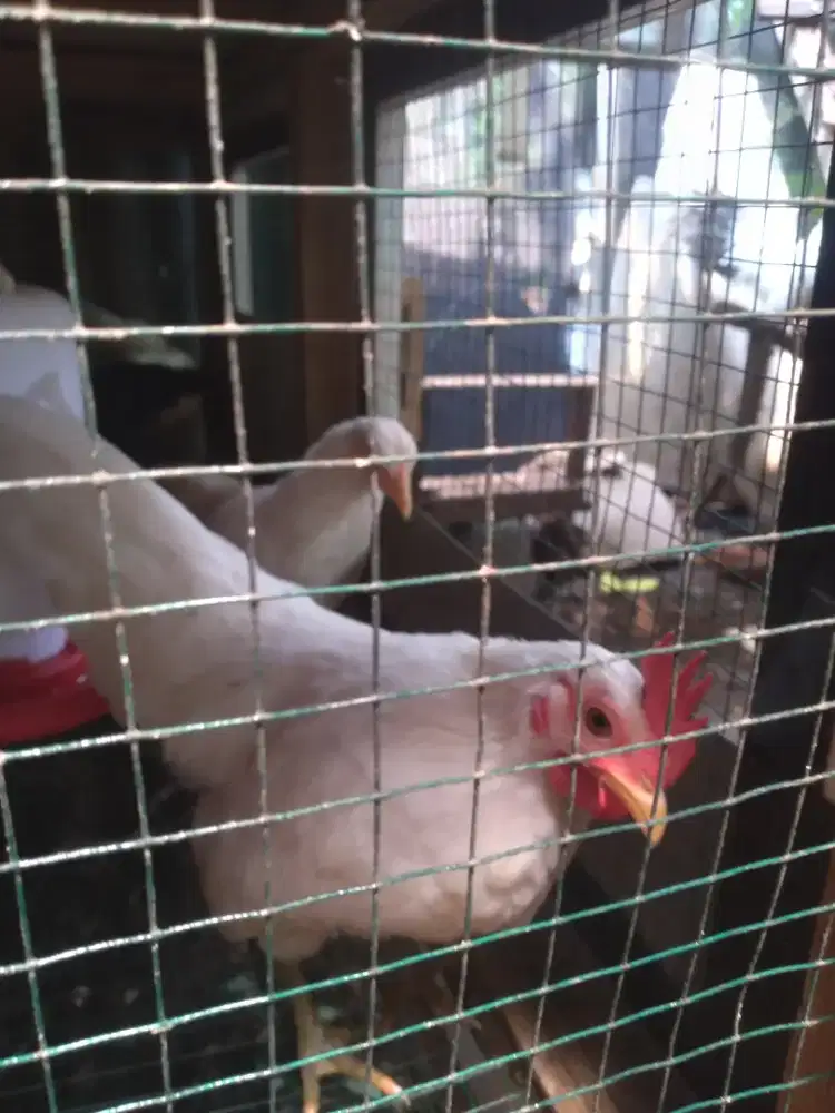 Ayam Kate Putih Sepasang