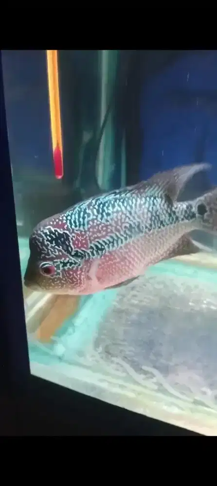Louhan Female bogor