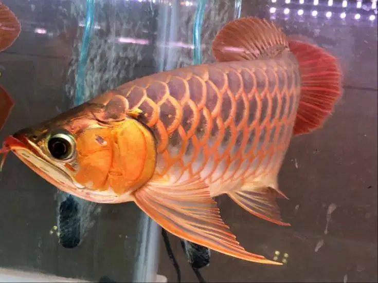 arwana super red