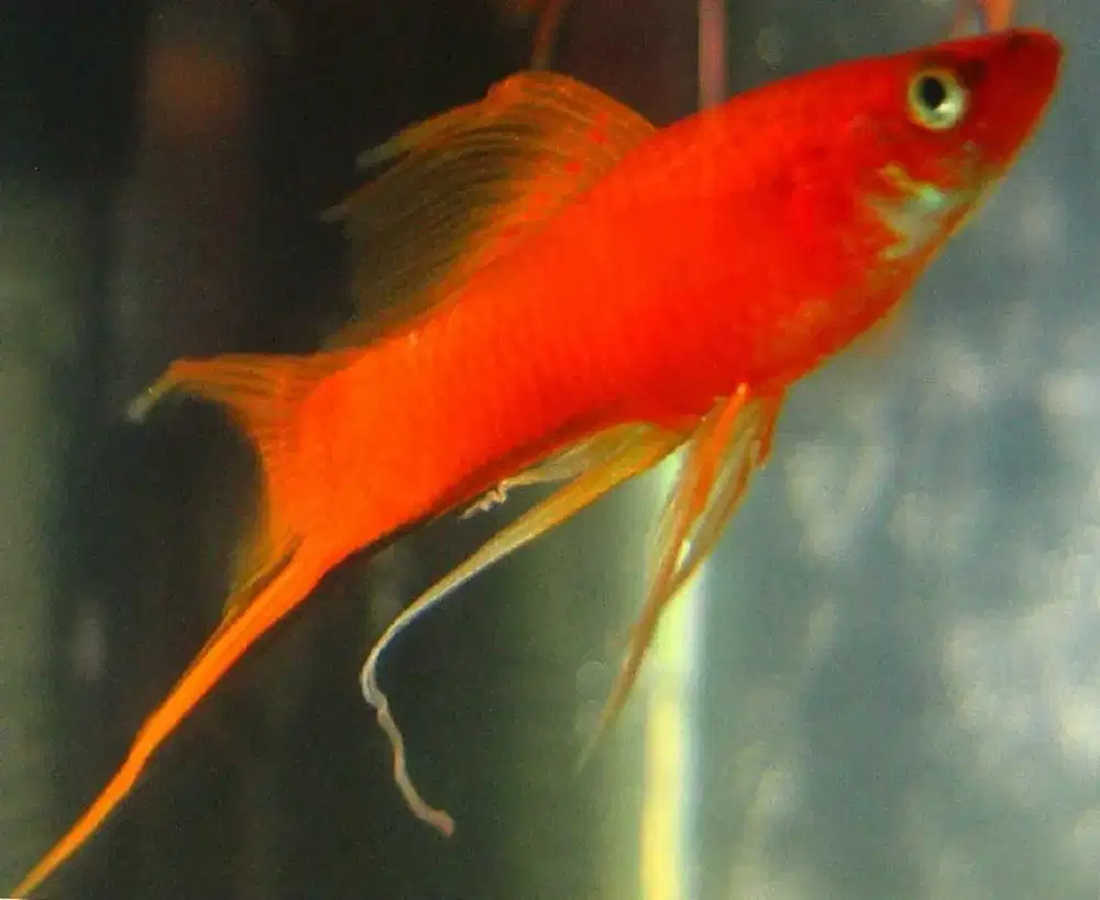Ikan hias mas pedang