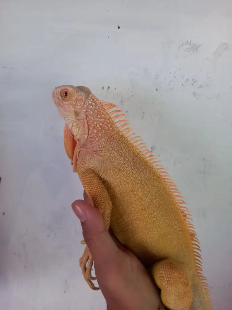 Iguana albino jantan mulus 100cm