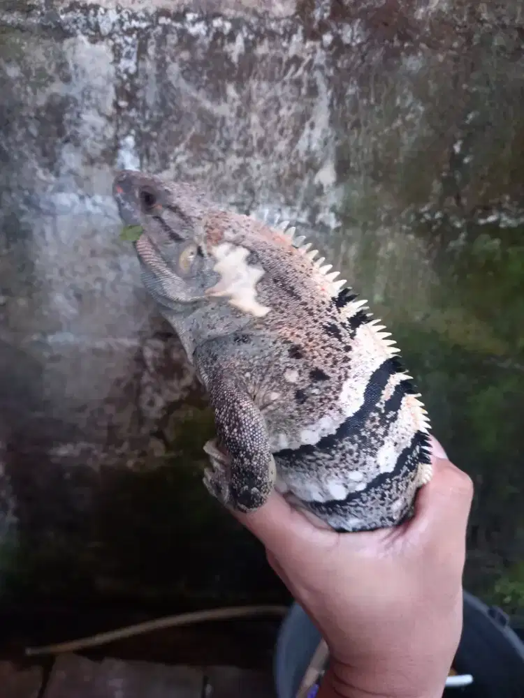 Iguana similis jantan 80cm