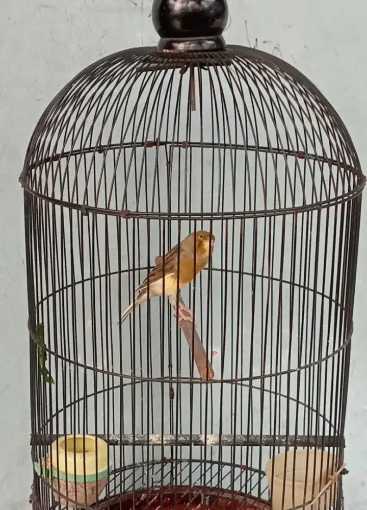 Burung kenari AF gacor dor Siang malam isian ciwah