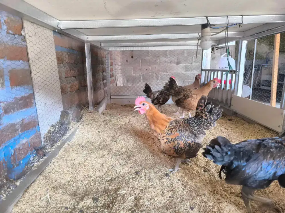 Ayam Kampung Bangkok dan campuran