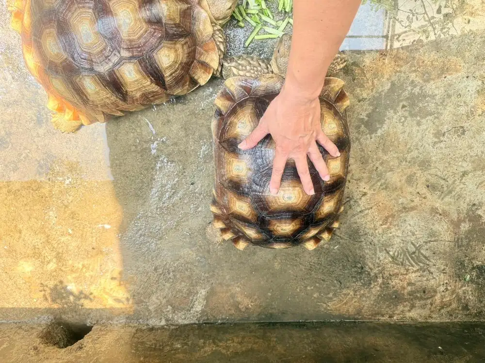 Sulcata betina 42 cm jual 6 juta atau barter dg jantan 50 cm keatas