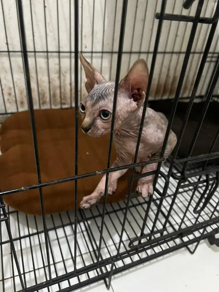 Kucing sphynx kitten
