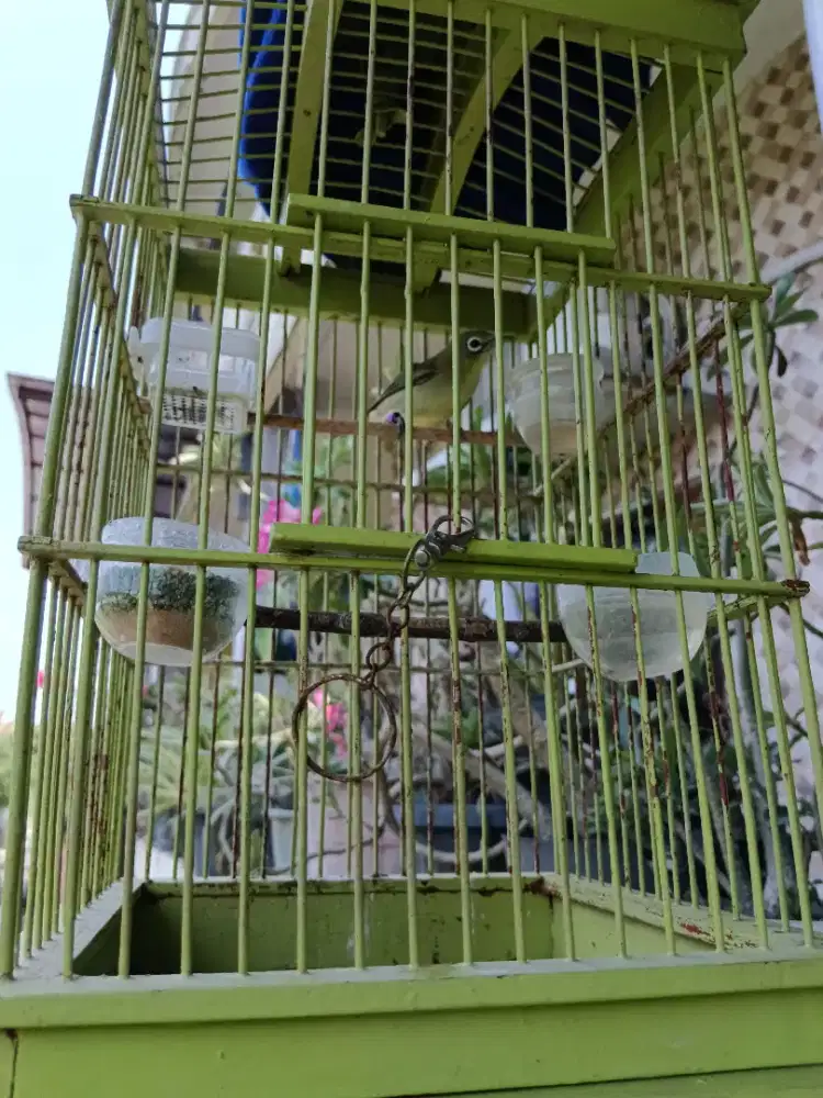 Burung lombok kacial