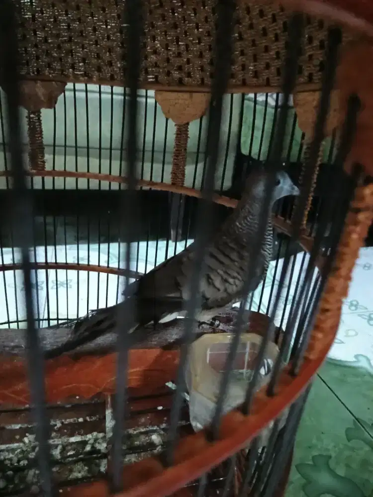 Burung perkutut lokal