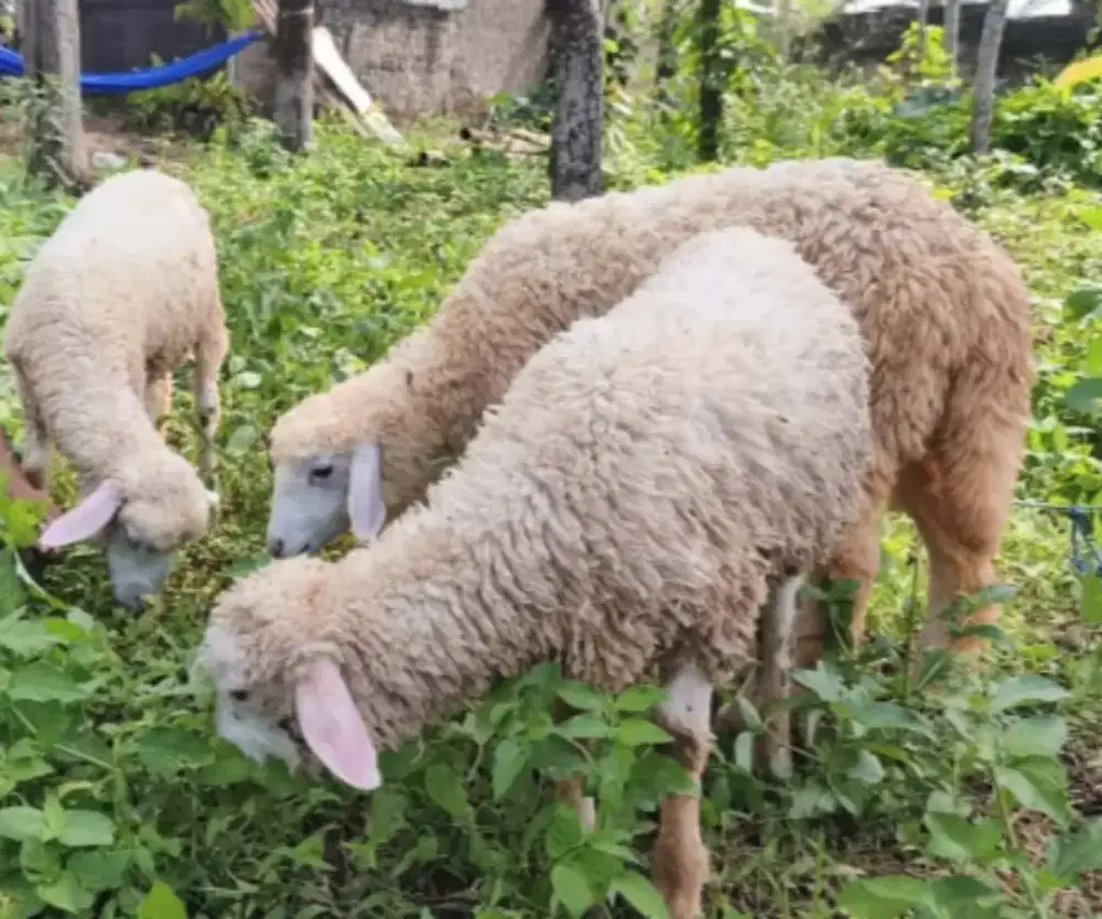 Domba merino 3 ekor (1 jantan 2 betina)