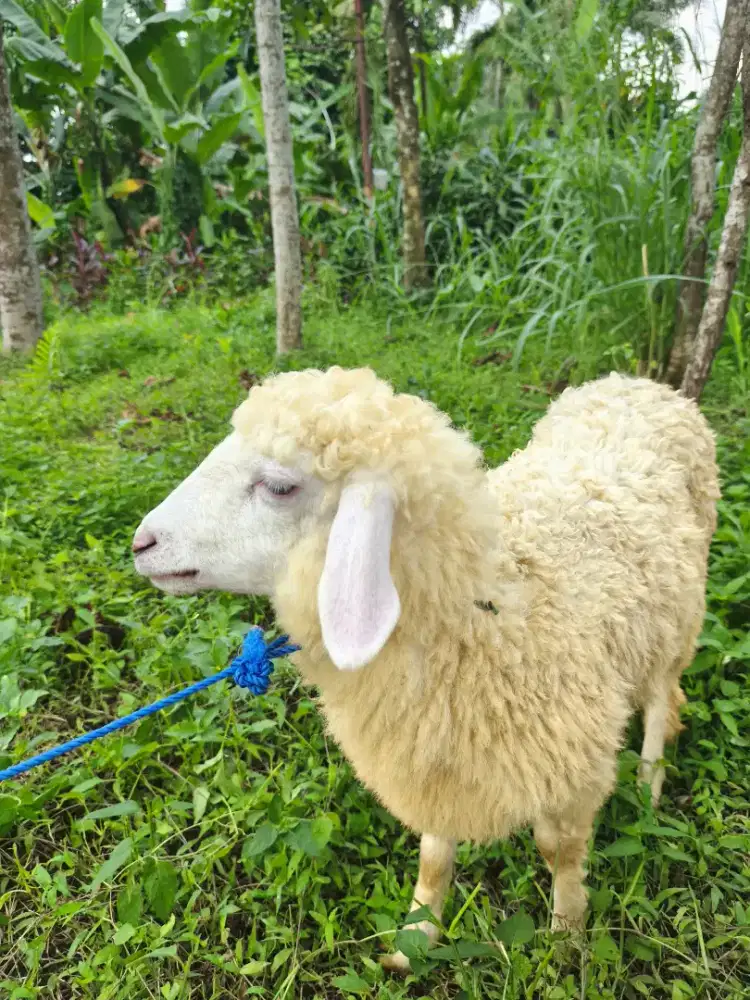Domba merino 3 ekor (1 jantan 2 betina)