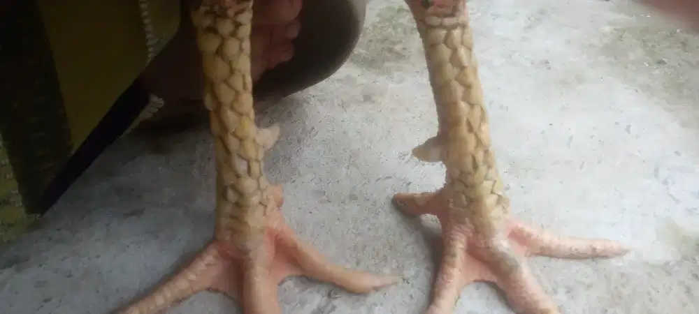 Ayam Bangkok klasik