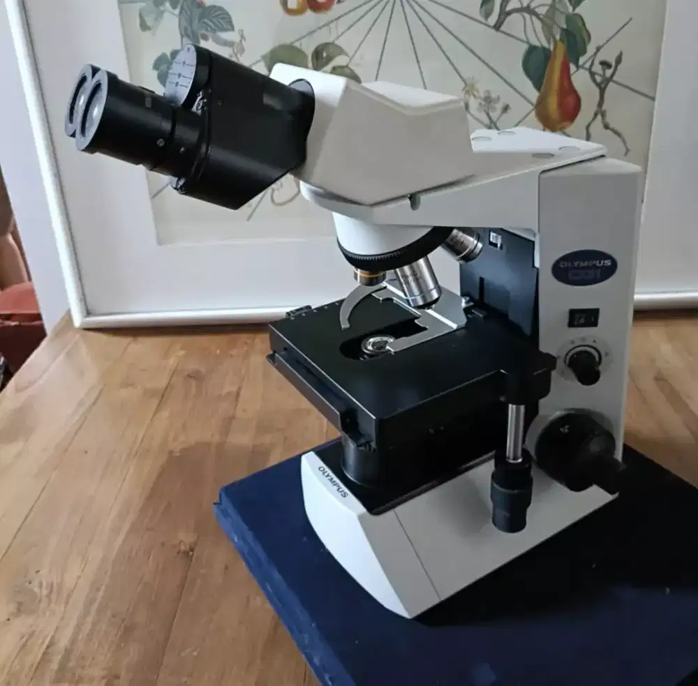 Microscope olimpus