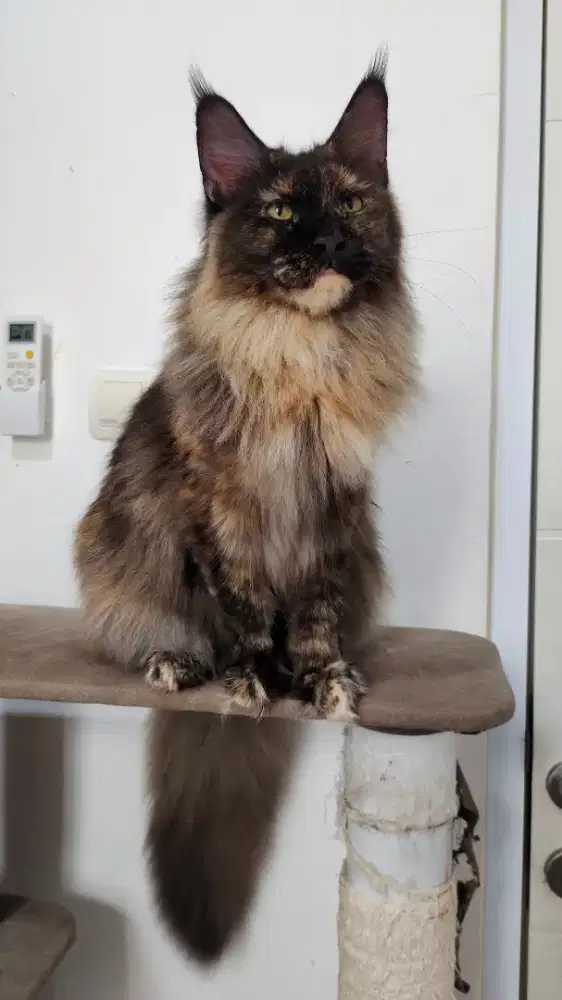 kucing mainecoon