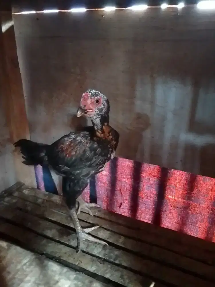AYAM BANGKOK PAMMA USIA 4BULAN