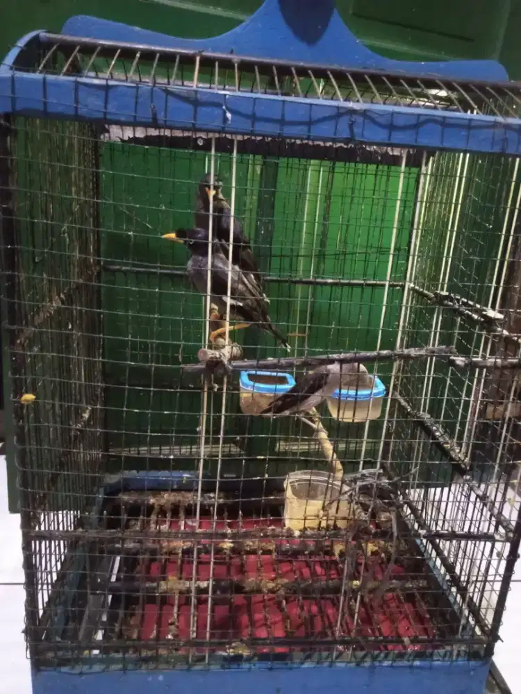 Dijual burung jalak kebo 2 ekor jalak kapas 1 ekor+kandangnya