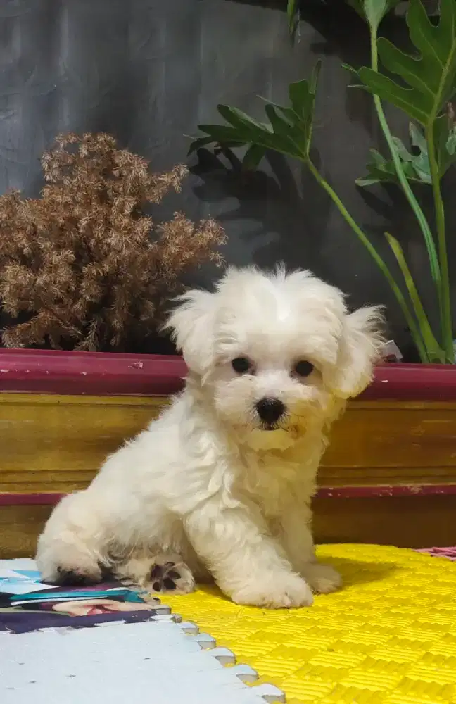Poodle x Maltese