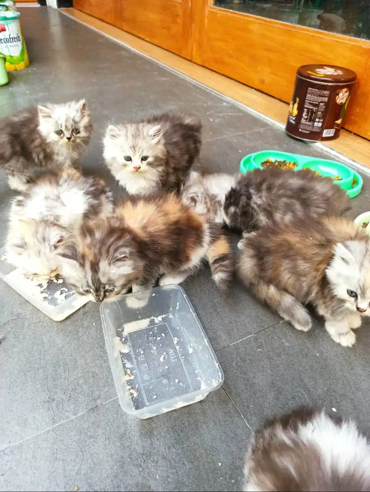 kitten persian parent