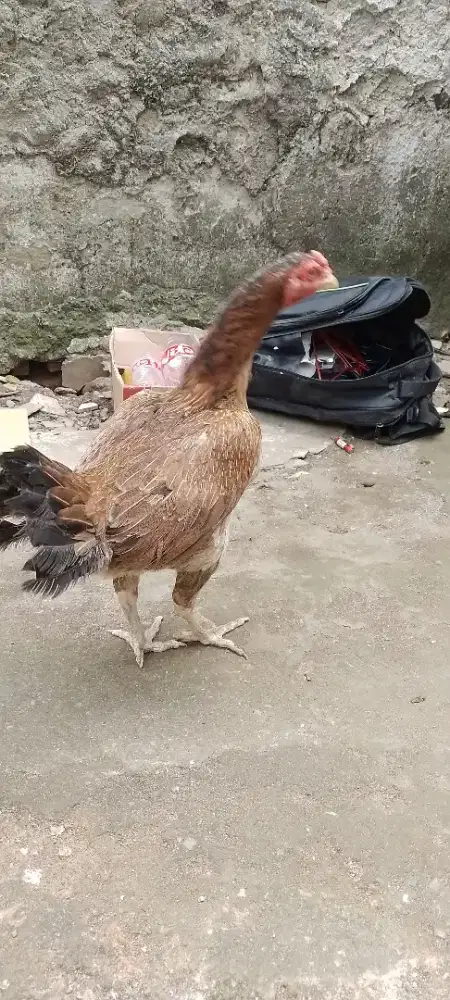 Ayam bangkok babon sisk buaya jos