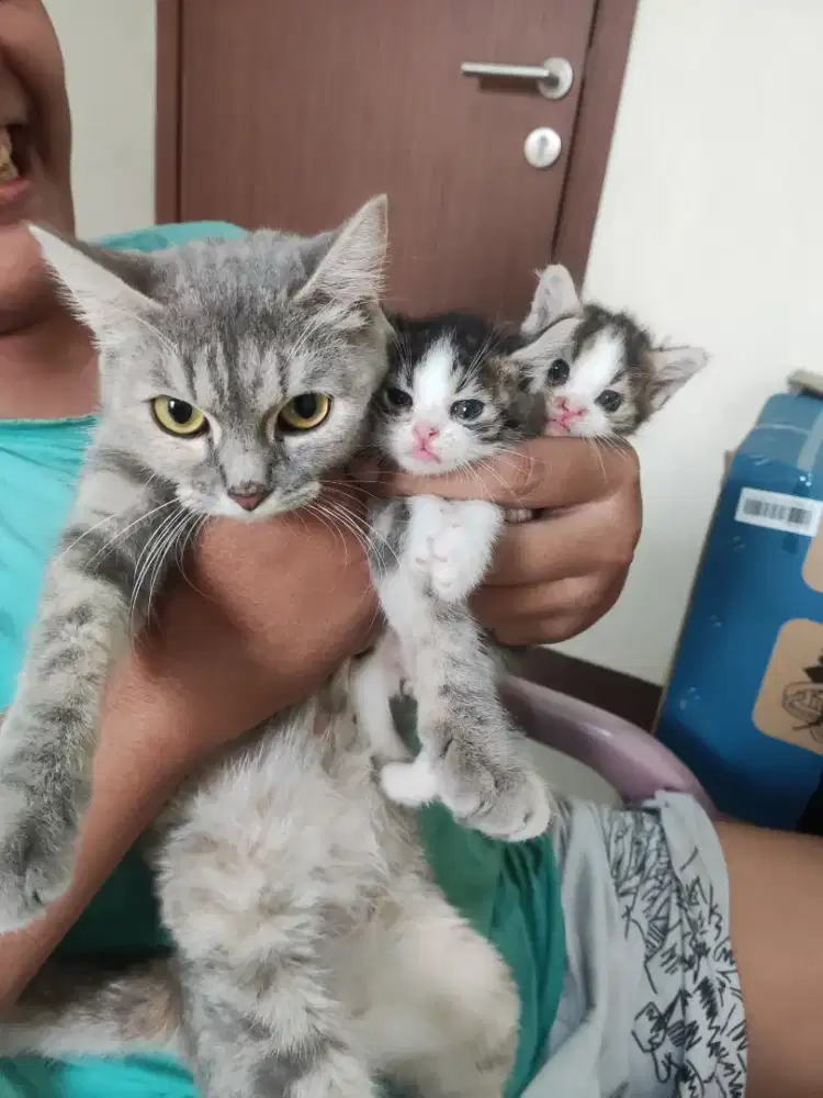 Munchkin british betina