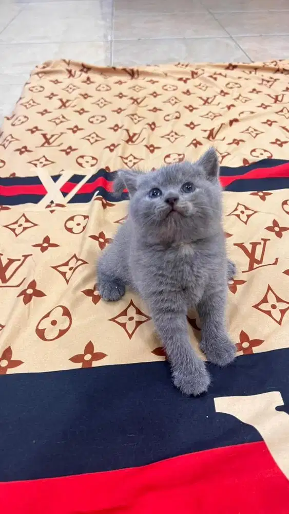 Jual kucing / kitten bsh