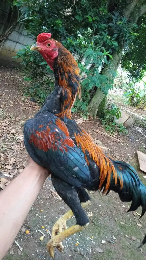 Ayam bangkok kampung