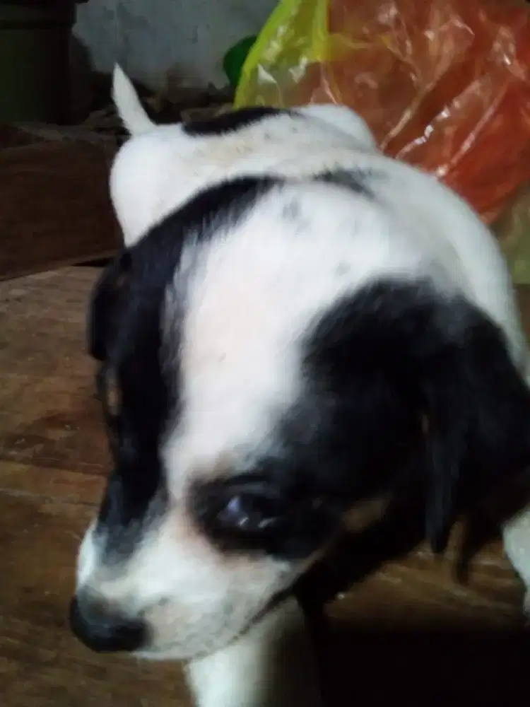 Anak Anjing Kaki Pendek